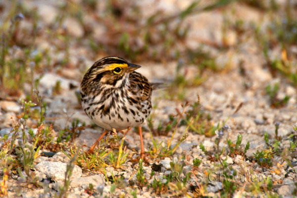 Savannah Sparrow &copy; Russ Chantler
